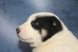 Zusätzliche Fotos: Zentralasiatischer Schäferhund. Welpen
