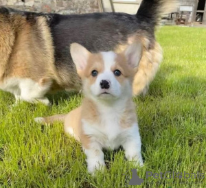 Foto №1. welsh corgi - zum Verkauf in der Stadt Tallinn | Frei | Ankündigung № 86786