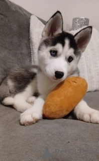 Foto №2 zu Ankündigung № 161320 zu verkaufen siberian husky - einkaufen Andorra 