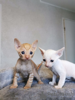 Foto №1. cornish rex - zum Verkauf in der Stadt Reservoir | 300€ | Ankündigung № 71723