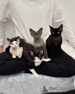 Foto №1. devon rex - zum Verkauf in der Stadt Stockholm | verhandelt | Ankündigung № 161180