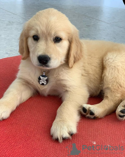 Foto №1. golden retriever - zum Verkauf in der Stadt Baierbrunn | 300€ | Ankündigung № 125160