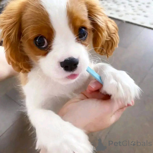 Foto №3. Männlicher Cavalier King Charles Spaniel Welpengeschäft whatsapp447400576553. Finnland