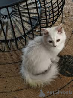 Foto №3. Schattige Turks-Angora-Kätzchen haben ein neues Zuhause gefunden.. Belgien