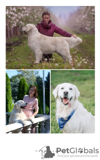 Foto №2 zu Ankündigung № 45584 zu verkaufen golden retriever - einkaufen Russische Föderation züchter