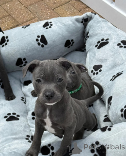 Foto №1. staffordshire bull terrier - zum Verkauf in der Stadt Bois Kolomb | verhandelt | Ankündigung № 173481