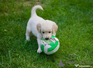 Foto №2 zu Ankündigung № 150212 zu verkaufen golden retriever - einkaufen Deutschland quotient 	ankündigung