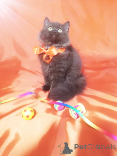 Foto №3. Luxuriöse britische Katze in süßer Farbe. Weißrussland