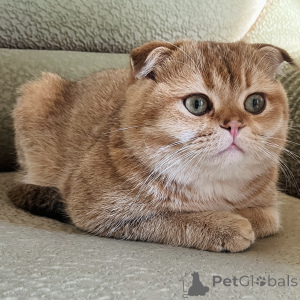 Foto №3. Stricken mit schottischer Foldik in Georgien. Ankündigung № 135629