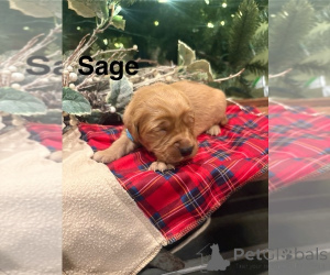 Foto №1. cavalier king charles spaniel, golden retriever - zum Verkauf in der Stadt Adelaide | verhandelt | Ankündigung № 161052