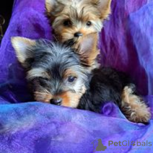 Foto №2 zu Ankündigung № 66318 zu verkaufen yorkshire terrier - einkaufen Lettland quotient 	ankündigung