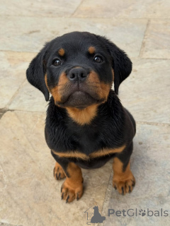 Foto №1. rottweiler - zum Verkauf in der Stadt Berlin | verhandelt | Ankündigung № 174970