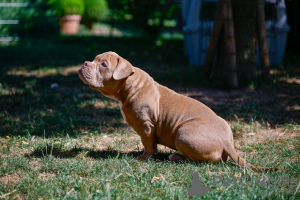 Foto №4. Ich werde verkaufen american bully in der Stadt Sarajevo. züchter - preis - verhandelt