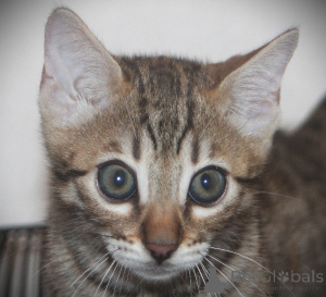 Foto №2 zu Ankündigung № 171801 zu verkaufen bengal katzenrasse - einkaufen Belgien 