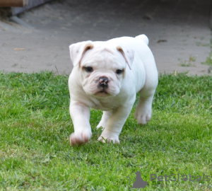 Foto №4. Ich werde verkaufen american bulldog in der Stadt Minsk. vom kindergarten - preis - 800€