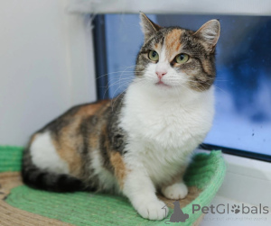 Foto №1.  - zum Verkauf in der Stadt Moskwa | Frei | Ankündigung № 147636