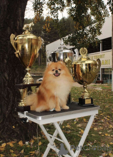 Foto №2 zu Ankündigung № 135231 zu verkaufen  - einkaufen Serbien 