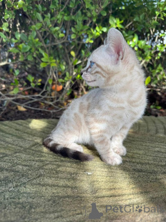 Foto №3. Schöne bengalische Kätzchen bereit für ihre für immer zuhause. Deutschland