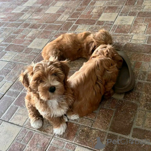 Foto №2 zu Ankündigung № 138636 zu verkaufen havaneser - einkaufen USA züchter