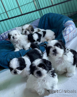 Foto №1. shih tzu - zum Verkauf in der Stadt München | verhandelt | Ankündigung № 168663