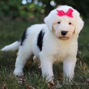 Foto №1. mischlingshund - zum Verkauf in der Stadt Augustusburg | 300€ | Ankündigung № 151421