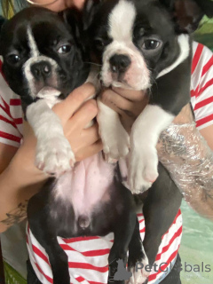 Foto №2 zu Ankündigung № 143485 zu verkaufen boston terrier - einkaufen Polen züchter