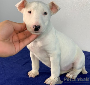 Foto №1. bullterrier - zum Verkauf in der Stadt Berlin | 400€ | Ankündigung № 121102