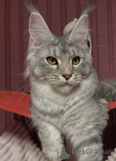 Foto №1. maine-coon-katze - zum Verkauf in der Stadt Bellaire | verhandelt | Ankündigung № 162654