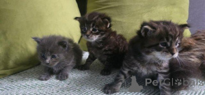 Foto №1. maine-coon-katze - zum Verkauf in der Stadt Antwerpen | Frei | Ankündigung № 160244