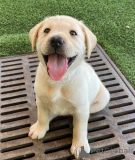 Foto №1. labrador retriever - zum Verkauf in der Stadt Houston | 436€ | Ankündigung № 168816