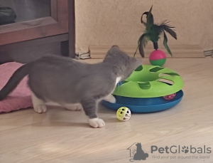 Foto №4. Ich werde verkaufen  in der Stadt Tscheljabinsk. quotient 	ankündigung - preis - 400€