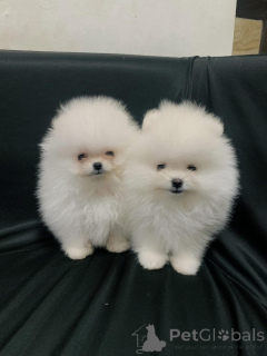 Foto №1. pommersche spitz - zum Verkauf in der Stadt Prag | Frei | Ankündigung № 163563