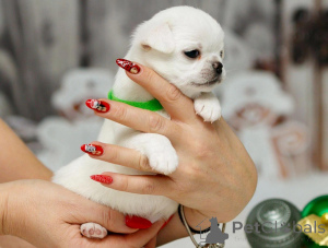 Foto №2 zu Ankündigung № 135432 zu verkaufen mischlingshund - einkaufen Deutschland quotient 	ankündigung