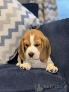 Foto №1. beagle - zum Verkauf in der Stadt Vero Beach | 379€ | Ankündigung № 102251