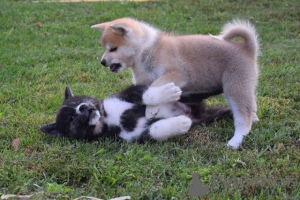 Foto №3. Akita Inu-Welpen. Serbien