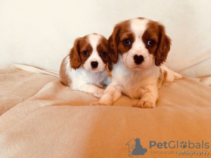 Foto №2 zu Ankündigung № 123636 zu verkaufen cavalier king charles spaniel - einkaufen Deutschland quotient 	ankündigung