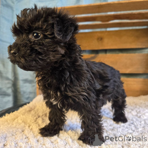 Foto №1.  - zum Verkauf in der Stadt Berlin | 600€ | Ankündigung № 135813