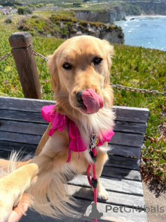 Foto №2 zu Ankündigung № 169149 zu verkaufen golden retriever - einkaufen Finnland quotient 	ankündigung