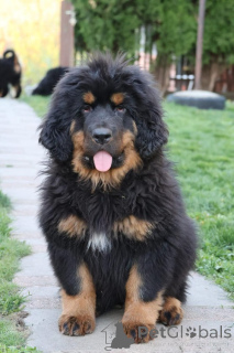 Foto №1. mastiff - zum Verkauf in der Stadt Gornji Milanovac | verhandelt | Ankündigung № 170677
