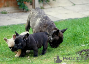 Foto №1. französische bulldogge - zum Verkauf in der Stadt Manila | verhandelt | Ankündigung № 52250