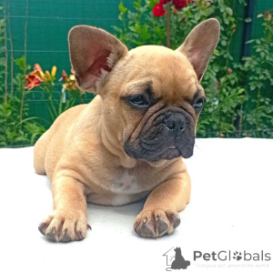Foto №3. Französische Bulldogge Welpen zu vermitteln.. Deutschland