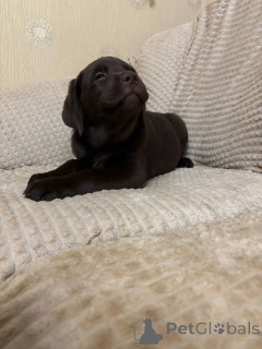 Foto №2 zu Ankündigung № 137942 zu verkaufen labrador retriever - einkaufen Russische Föderation quotient 	ankündigung