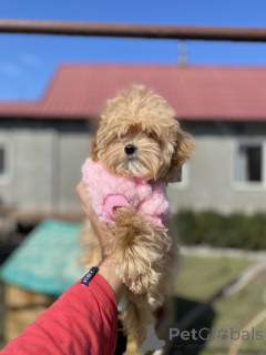 Foto №4. Ich werde verkaufen maltipu in der Stadt Krivoy Rog. quotient 	ankündigung - preis - 775€