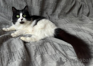 Foto №4. Ich werde verkaufen  in der Stadt Minsk.  - preis - Frei