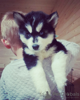 Zusätzliche Fotos: Siberian Husky Welpen zu verkaufen.