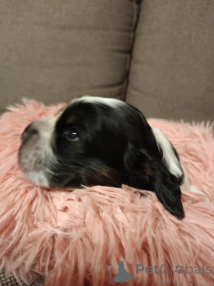 Foto №2 zu Ankündigung № 135459 zu verkaufen english cocker spaniel - einkaufen Polen quotient 	ankündigung, züchter