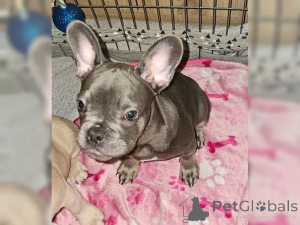 Foto №2 zu Ankündigung № 137199 zu verkaufen französische bulldogge - einkaufen Schweiz 