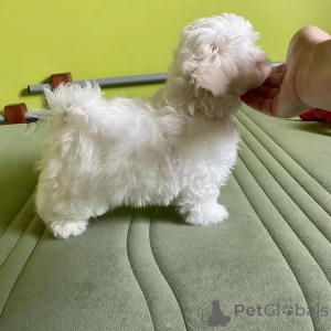 Foto №4. Ich werde verkaufen  in der Stadt Montreal West.  - preis - verhandelt