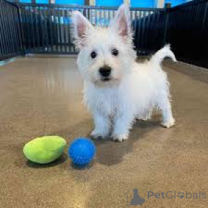 Foto №3. West Highland White Terrier Welpen. Deutschland