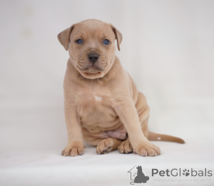 Foto №3. Exotic pit bull puppies for sale. Serbien